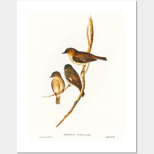 Dusky Robin (Petroica fusca) Posters and Art
